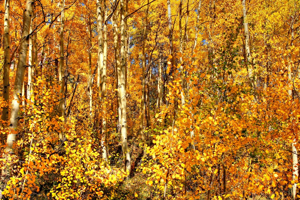 aspen fall foliage leaf peeping