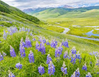 crested butte lupine wildflowers