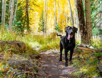 dog in aspen