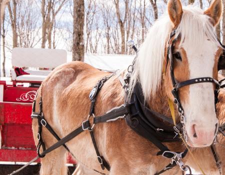 Pine Creek Cookhouse Best Dining in Aspen