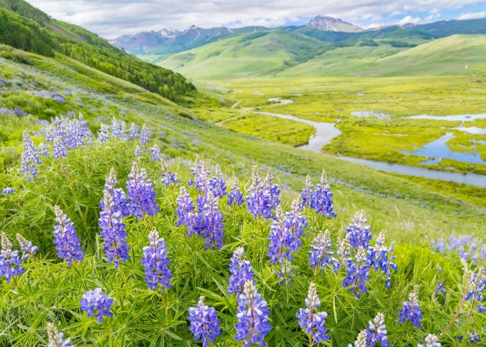 crested butte lupine wildflowers