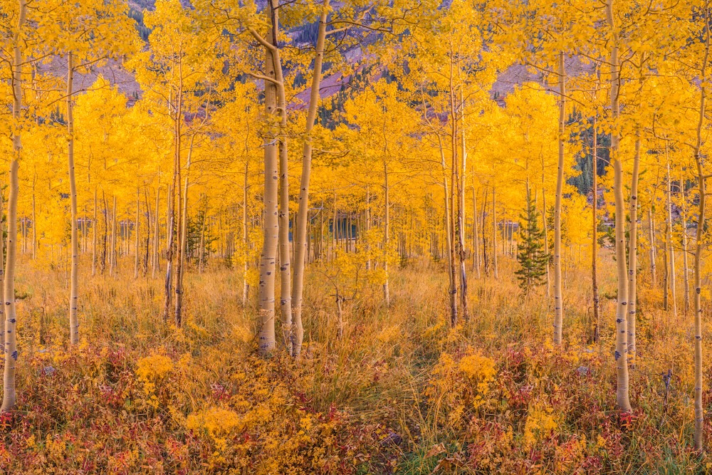 aspen fall foliage leaf peeping