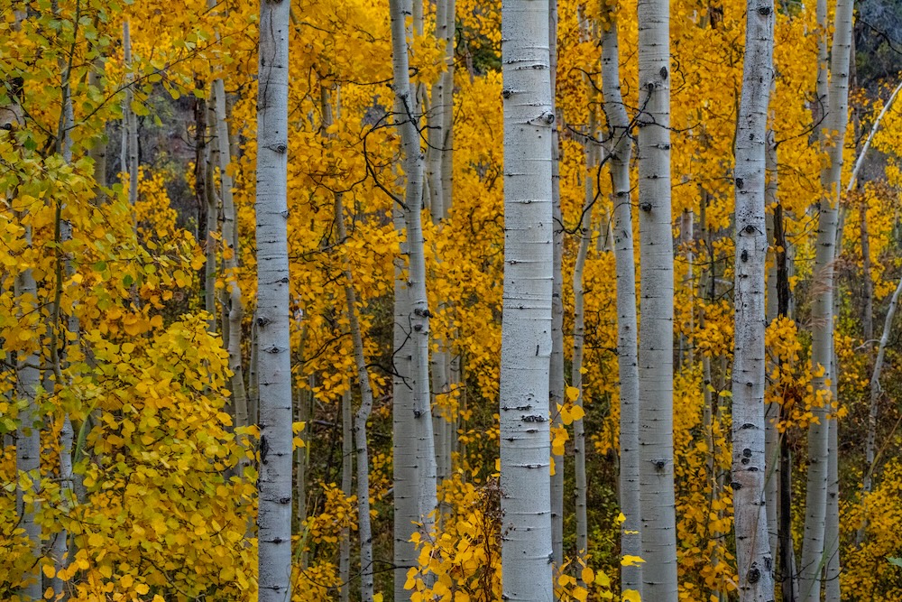 Fall Foilage in Aspen Highlands.
