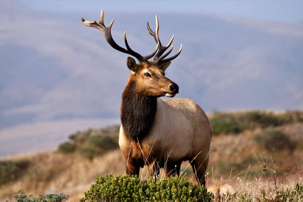 Rocky Mountain ELK Rocky Mountain ELK