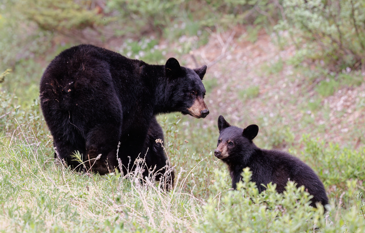Rocky Mountain bears Rocky Mountain bears