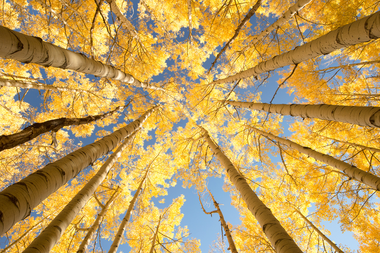 Gold Aspen Leaves Gold Aspen Leaves