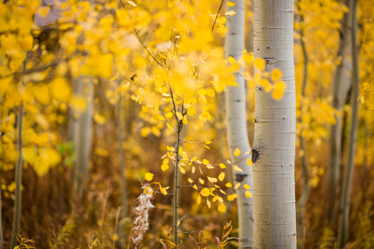 Quaking Aspen Leaf Quaking Aspen Leaf